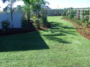 Sir Walter Turf Buffalo Grass 100% Pure shade Lawn Block