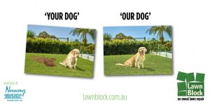 Lawn Block Your Dog Our Dog No Sweat Lawn Repair