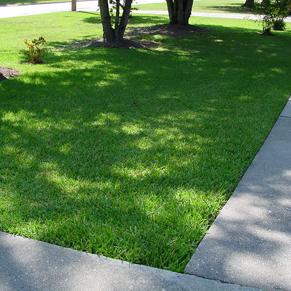 palmetto lawn turf grass8.1