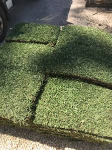 Sir Walter Buffalo Grass DNA Tested Lawn Block at Nuway Landscape Supplies IMG_21341