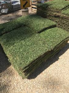 Sir Walter Buffalo Grass DNA Tested Lawn Block at Nuway Landscape Supplies IMG_21361