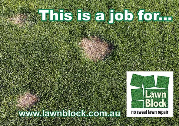 Lawn-Block-Lawn-Repair-Patches-This-is-a-job-for-e9
