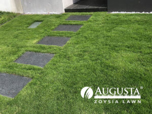 Augusta-Zoysia-Turf-IMG_2093-1708-w - Lawn Block Turf