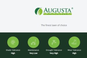 Augusta-Zoysia-1611-Features-Benefits-Lawn-Block-2