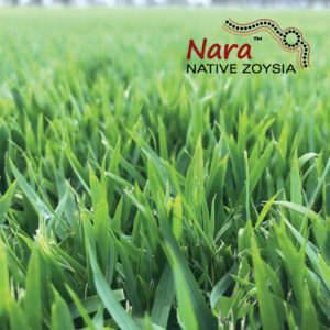 Nara Native Zoysia Turf close - Lawn Block