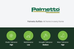 Palmetto-Soft-Leaf-Buffalo-Grass-Features-2-Lawn-Block-Turf