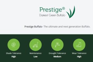 Prestige-Darkest-Green-Soft-Leaf-Buffalo-Grass-Features-2-Lawn-Block-Turf