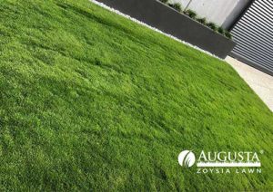 Augusta-Zoysia-Turf-Varieties-Lawn-Block-Turf