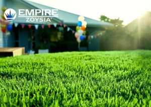 Empire-Zoysia-Turf-Varieties-Lawn-Block-Turf