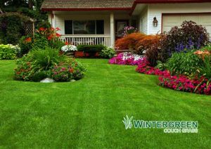 Wintergreen-Couch-Turf-Varieties - Lawn Block Turf
