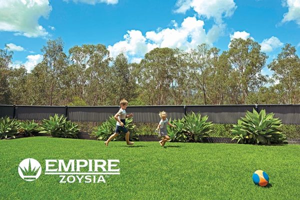 Empire-Zoysia-lawn-turf-grass-14-Lawn-Block-Turf.jpg