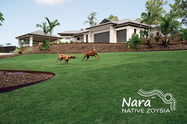 Nara Native Zoysia image 5 Lawn Block Turf Brisbane