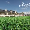 Sapphire-Soft-Leaf-Buffalo-Lawn-Turf-Grass-14-w-Lawn-Block-Turf.jpg