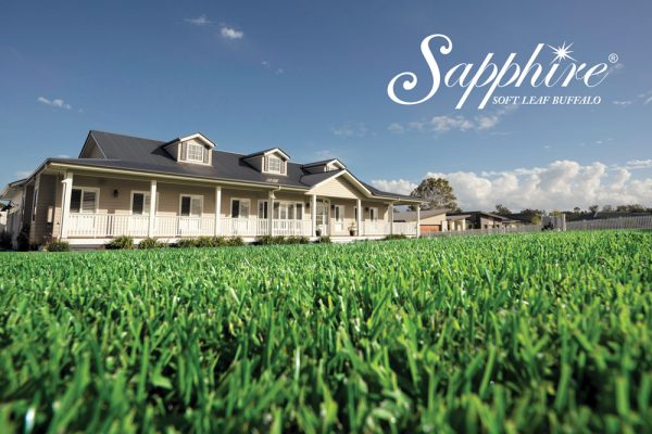 Sapphire-Soft-Leaf-Buffalo-Lawn-Turf-Grass-14-w-Lawn-Block-Turf.jpg