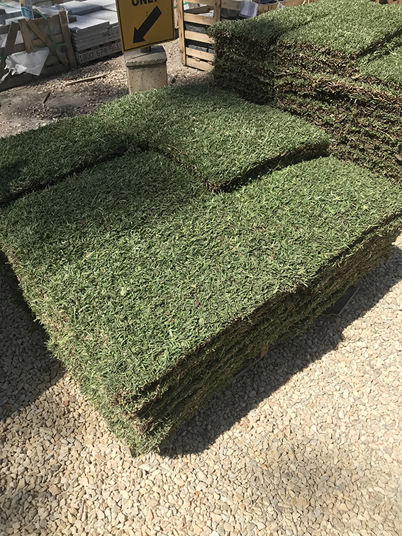 Sir Walter Buffalo Grass Lawn Block at Nuway Landscape Supplies IMG_21361