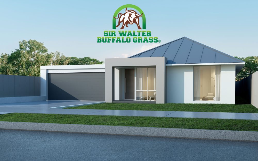 Sir-Walter-Buffalo-Grass-New-Home-100524 - Lawn Block