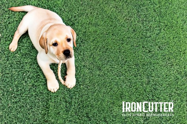 IronCutter-Lawn-Elite-Hybrid-Bermudagrass-lab Lawn Block Lawn Grass